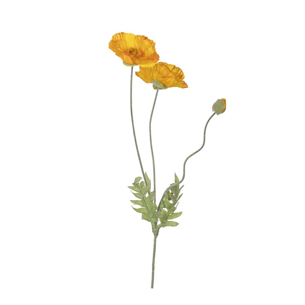 HEADS POPPY (YELLOW)