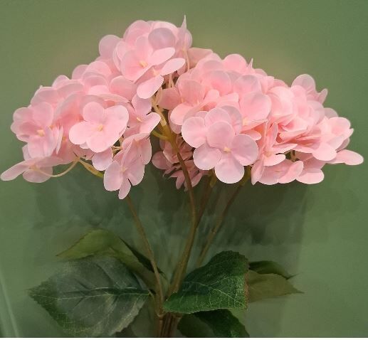Islak Ortanca Pembe