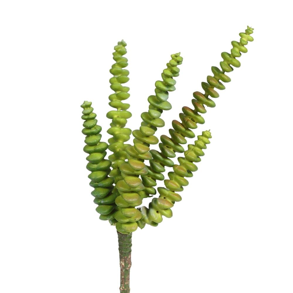 ECHEVERIA PICK 25 CM(GREEN)