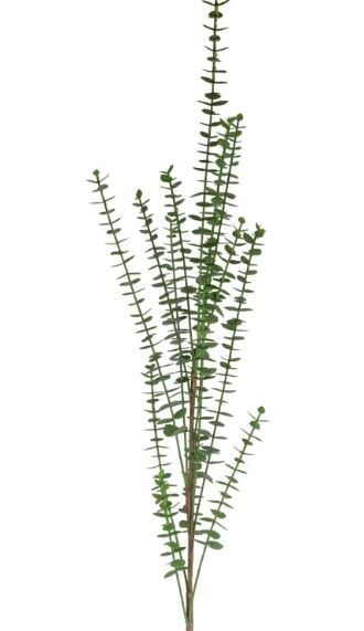 EUCALYPTUS SPRAY 102 CM.(GREEN)