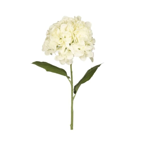 ORTANCA DAL 67 CM.(CREAM)