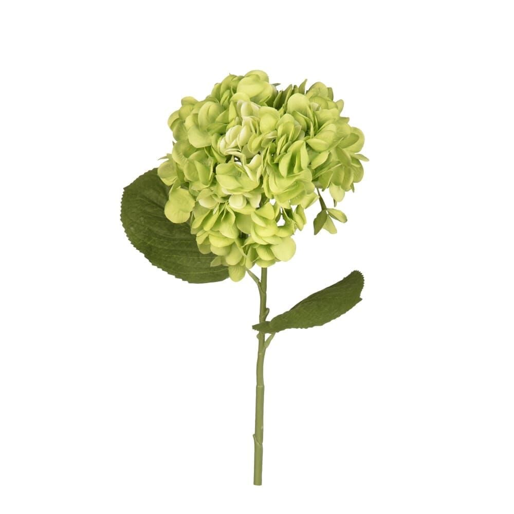 ORTANCA DAL 67 CM.(GREEN)