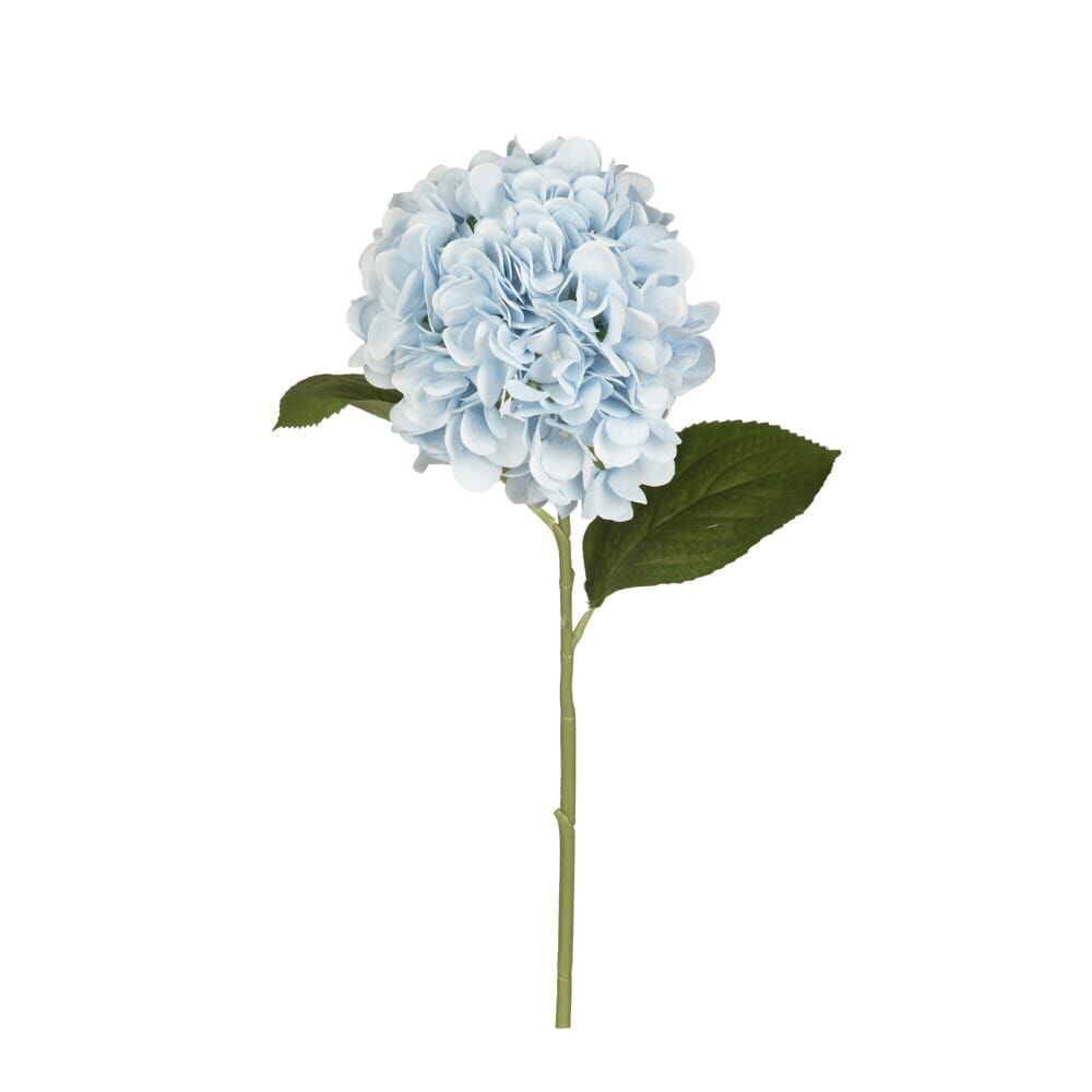 ORTANCA DAL 67 CM.(LT.BLUE)