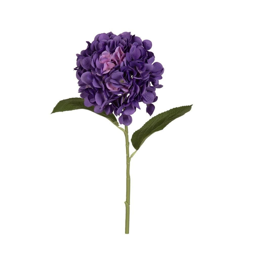 ORTANCA DAL 67 CM.(PURPLE)