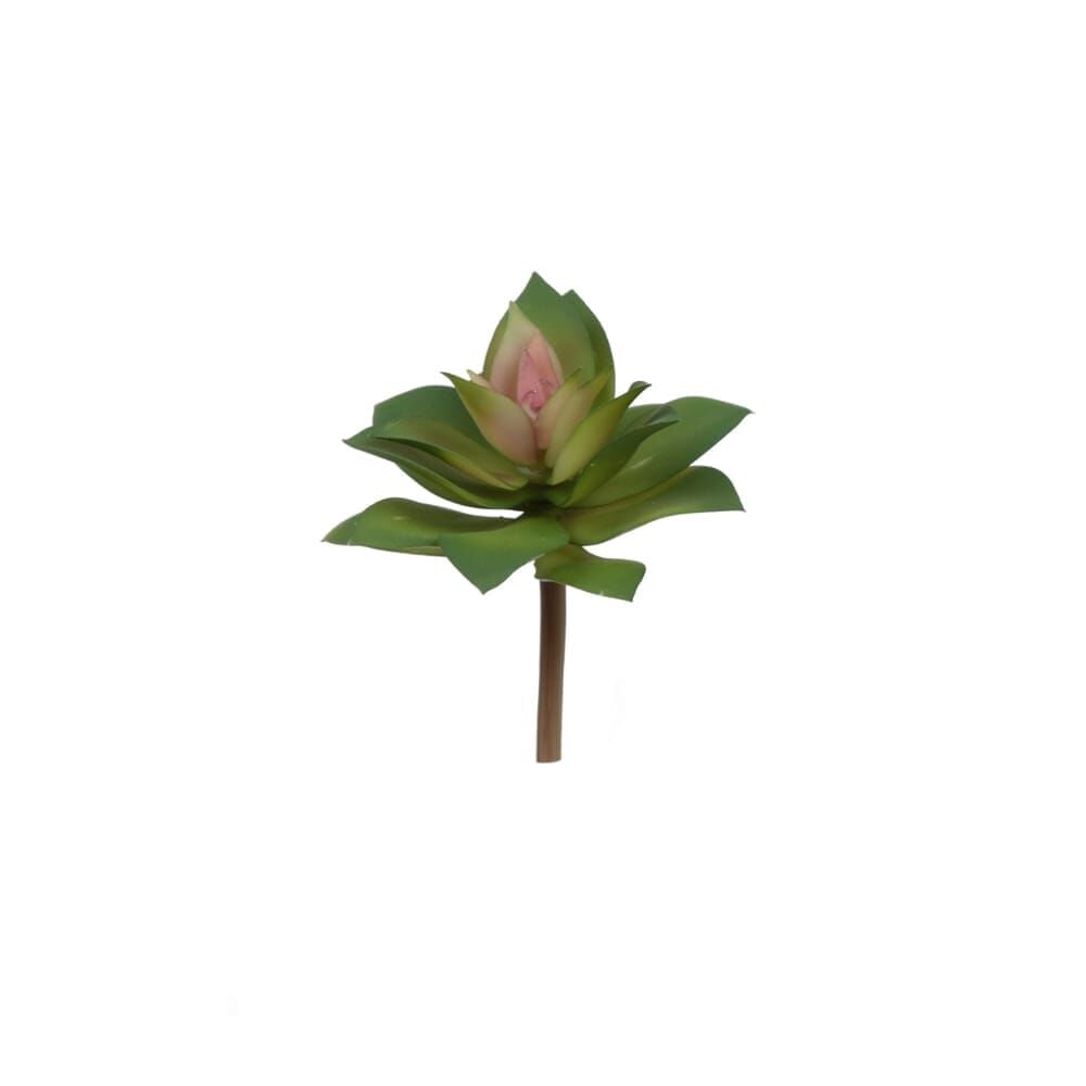 SUCCULENT 13 CM