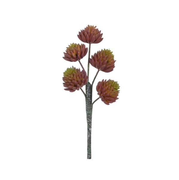 ECHEVERIA PICK (BURGUNDY)