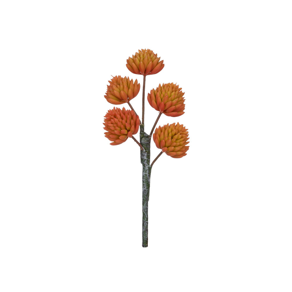 ECHEVERIA PICK (YELLOW ORANGE)