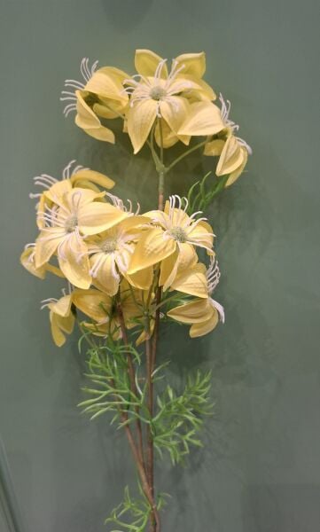 Küpe Çiçeği Sarı