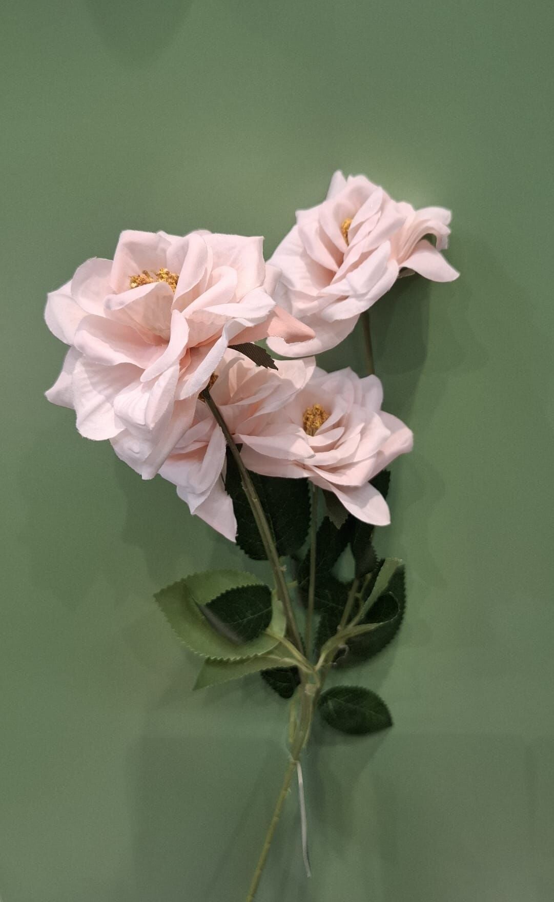 Çardak Gülü Pudra