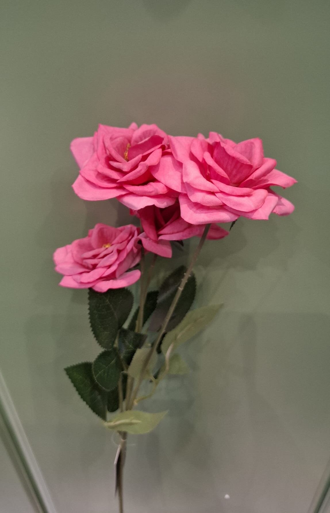 Çardak Gülü Pembe