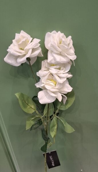 Çardak Gülü Beyaz